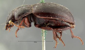Media type: image;   Entomology 5685 Aspect: habitus lateral view